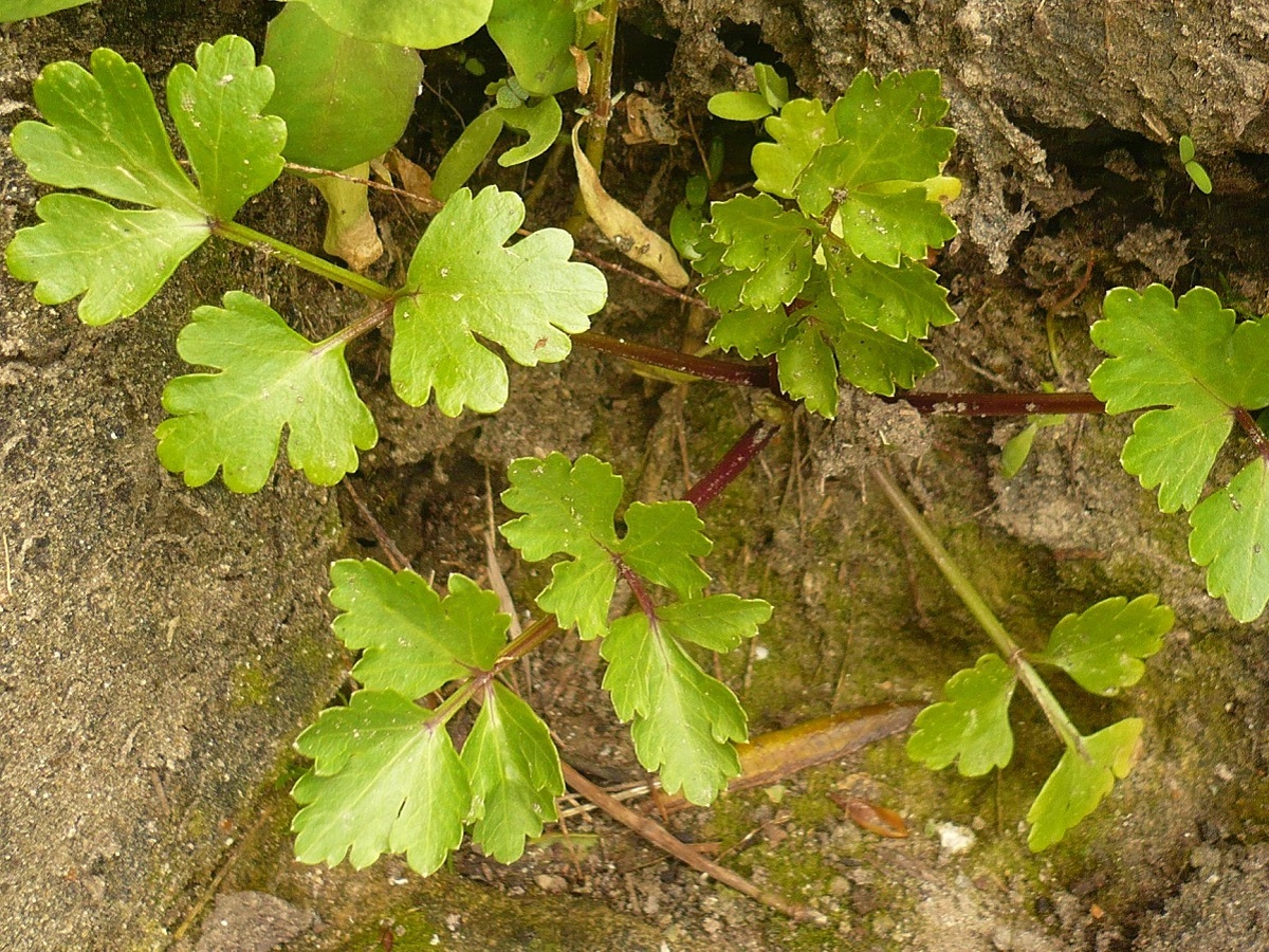 Apium graveolens (Apiaceae)